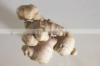 Ginger Root Supplier in India