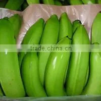 FRESH CAVENDISH BANANA GRADE A