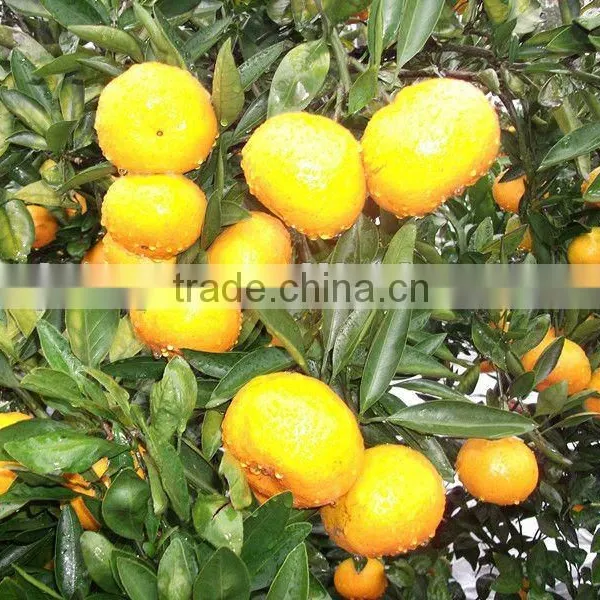 Canned Mandarin Orange Sac in Sugar