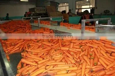 Fresh Vegetable( Carrot ,giner,onion,potato,garlic,taro photo-2