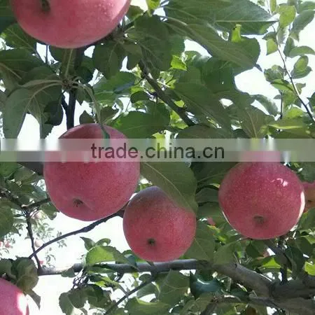 Fresh Chinese Qinguan Apple for Export photo-2