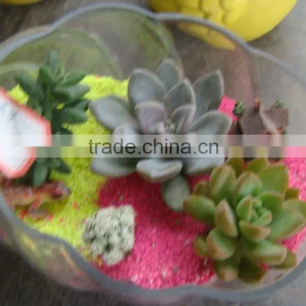 Succulent Plants photo-4