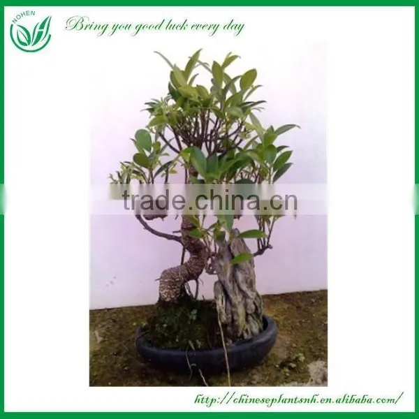 Ficus Chinese Bonsai photo-2