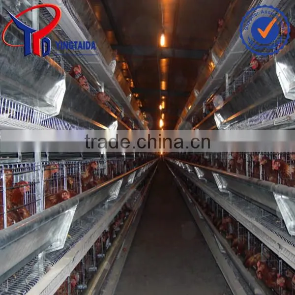 Chiken Layer Farm