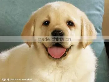 Efficient Dog Fish Cat Food Production Line photo-4