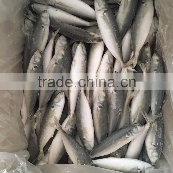 IQF Light Caught Frozen Round Scad Frozen Horse Mackerel photo-5