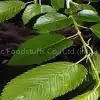 Elm Bark Extract
