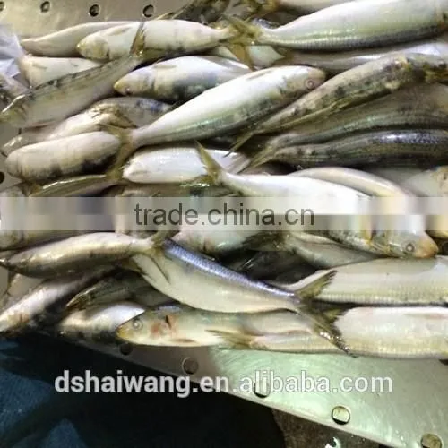 New Coming W/R Frozen Sardine With Size 8 - 9 Pcs / kg photo-2