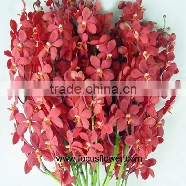 Ornamental Plants Fresh Cut Dendrobium Orchid From Kunming photo-3
