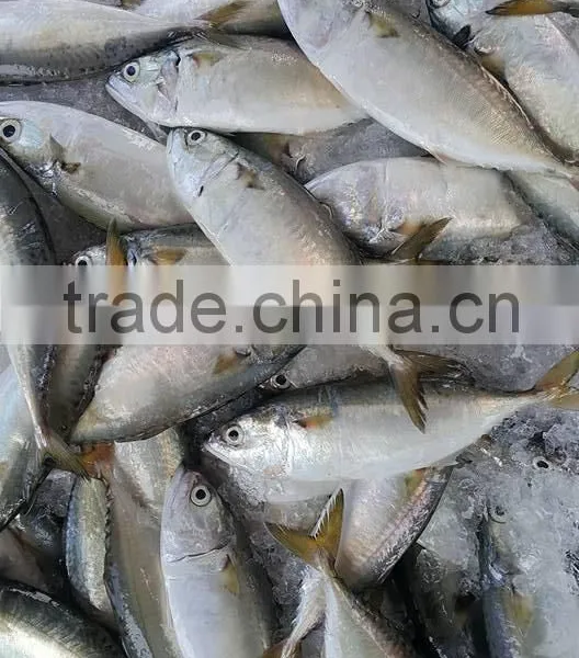 FROZEN INDIAN MACKEREL Whole Round photo-5
