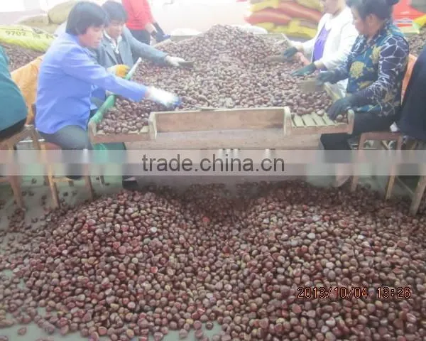 Chestnuts for Sale 40-60 photo-4