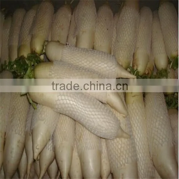 Fresh Vegetables Fresh Raddish Exporter photo-2