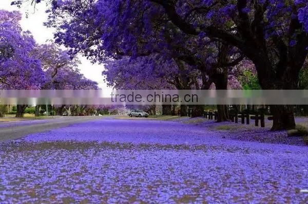 Jacaranda Mimosifolia photo-6