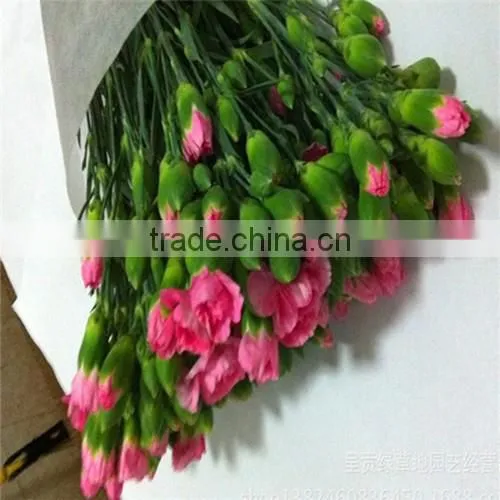 Natural Real Touch Different Types of Fresh Carnation Plants Made in China photo-4