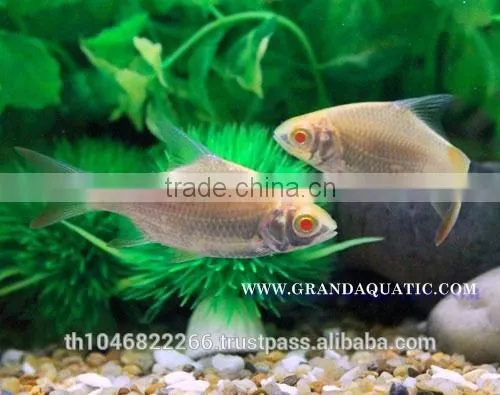 Albino Tinfoil Barb Fish For Sale / Aquarium Fish Farm photo-4