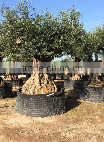 Ancient Olive Tree - Olea Europaea photo-3
