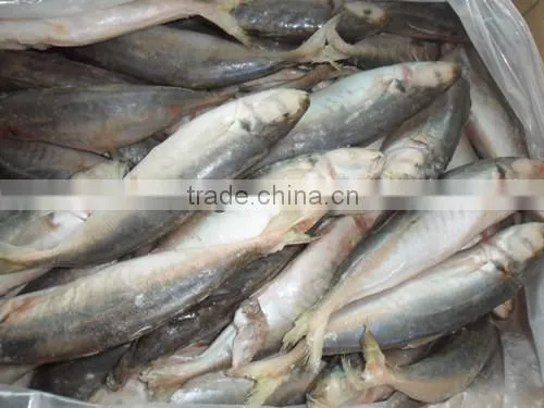 High Quality Horse Mackerel(Decapterus Maruadsi) 60-80 Pcs photo-3