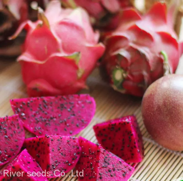 50g Chinese Tropical Fruit Seeds Hybrid Red Dragon Fruit Seed for Planting photo-2