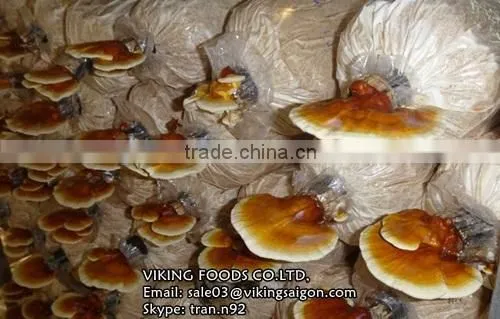 HIGH QUALITY - REISHI/GANODERMA/LUCIDUM/LINGZHI MUSHROOM photo-4