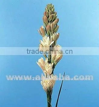 Fresh Cut Flower Tuberose
