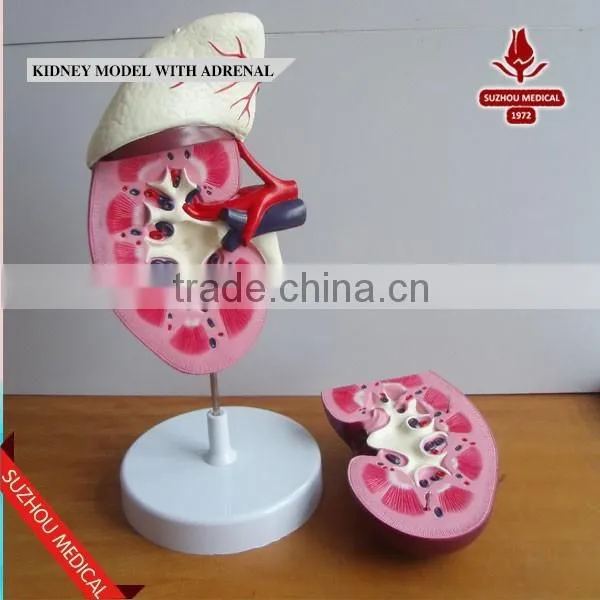 Kidney Model With Adrenal photo-2