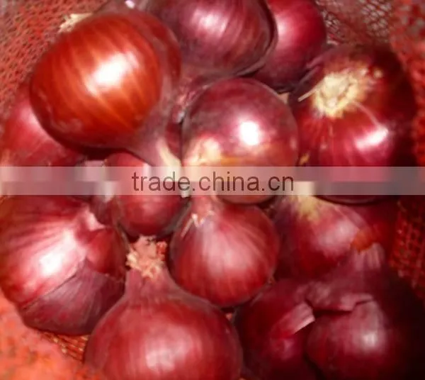 FRESH ONION