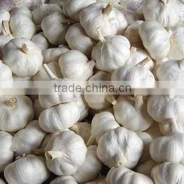 PURE WHITE GARLIC NEW CROP photo-3
