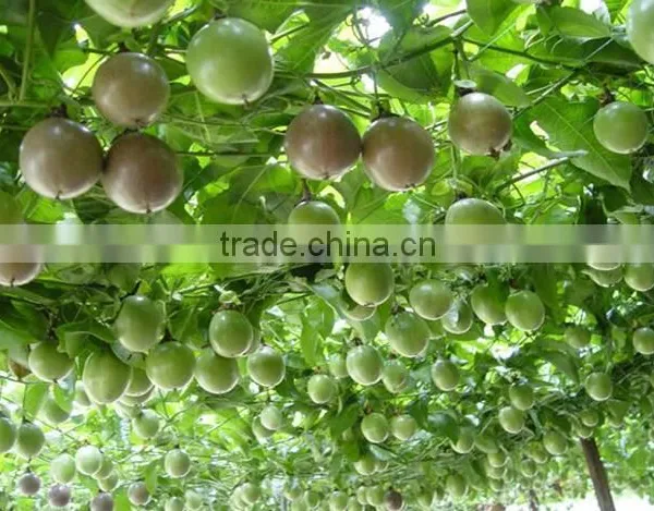 Passion Fruit Tree Seedling photo-2
