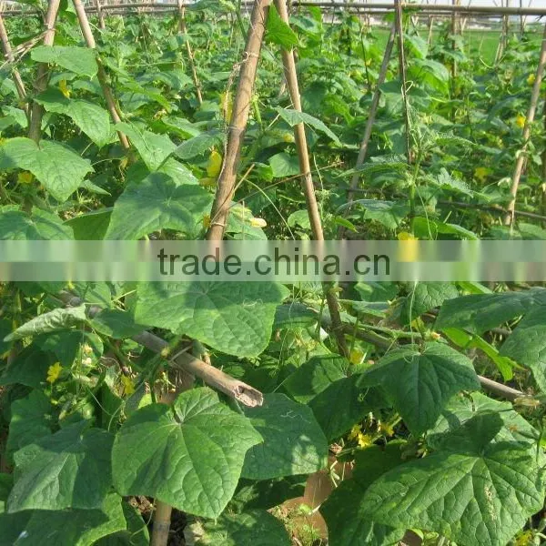 Best Selling Vietnam Pickled Cucumbers in Jar, Gherkins 6-9cm 1500ml photo-4