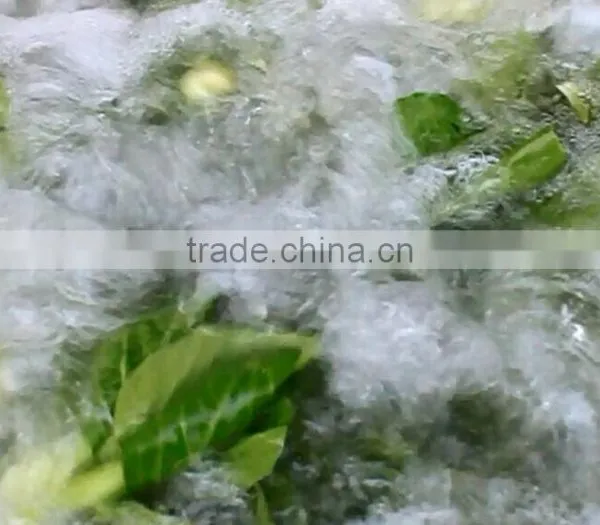 WASC-10 High Efficiency Leaf Vegetable Washer Cleaner Cleaning Machine photo-6