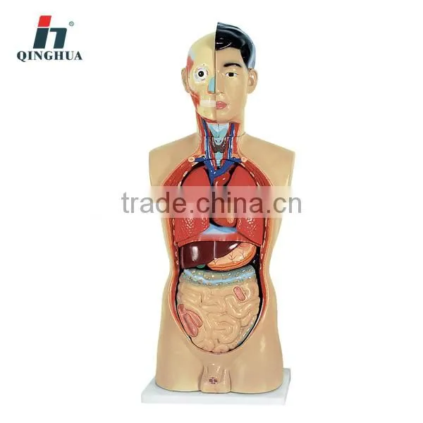 Human Torso