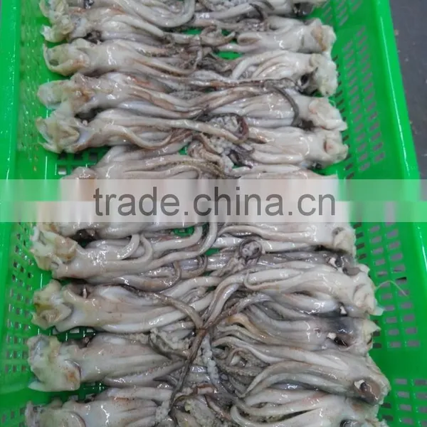 Frozen Tweed Bait Squid Heads photo-6