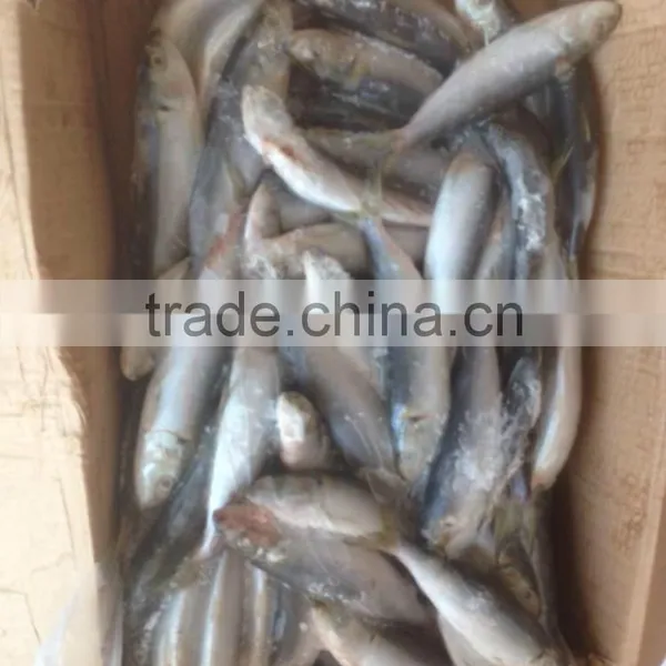 SARDINE BAIT photo-2