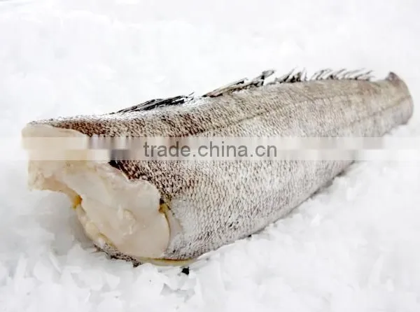 Patagonian Toothfish photo-3