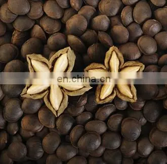 100% Organic Sacha Inchi Wholesale/Supply SACHA INCHI From VIETNAM With Good Price photo-5