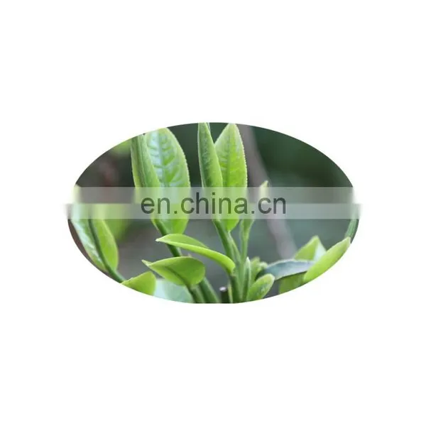 10YEAR Factory , Tea Polyphenol, EGCG ,green Tea Extract Powder photo-2