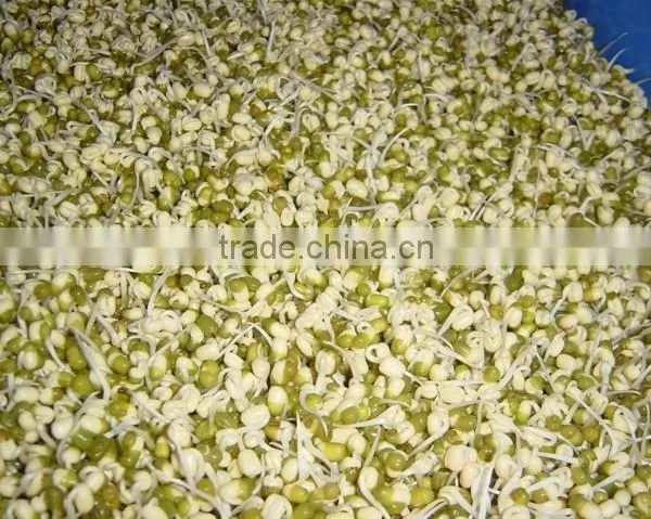 Factory Price Automatic Bean Sprout Growing Machine for Sale photo-2