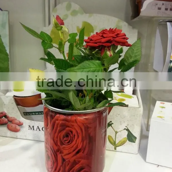 Rose Seeds in Can photo-3