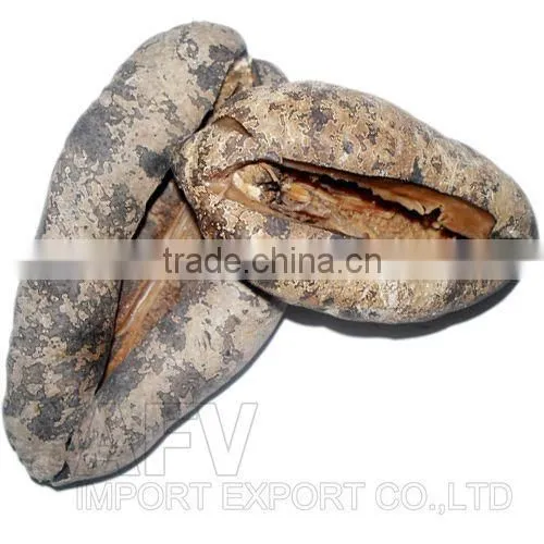 Sea Cucumber Vietnam, Pomegranate Fish, Actinopyga Lecanora photo-4