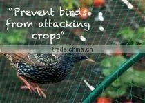 Anti-birds Netting|fence |nets photo-2