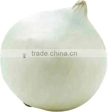 New Crop Onion