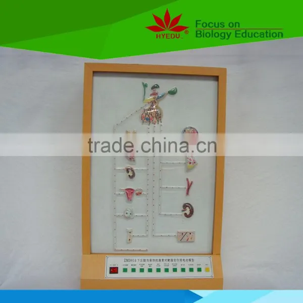Low Priced Hypothalamus and Pituitary Hormone Effect Electric Model
