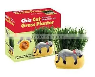 chia cat grass