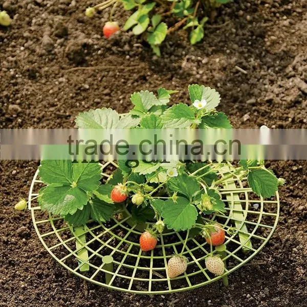 Strawberry Support photo-3