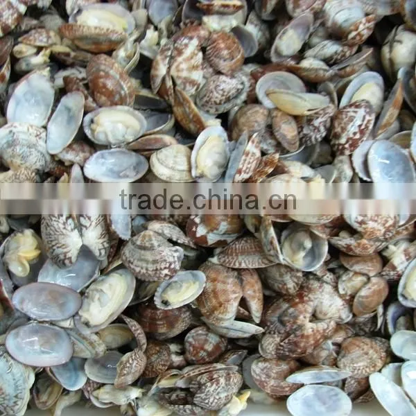 High Frozen Vacuum Packed Short Necked Clam photo-6