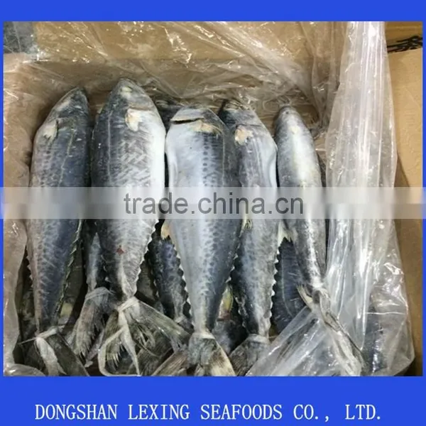 High Quality Frozen Spanish Mackerel Fish photo-3