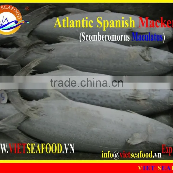 FROZEN ATLANTIC SPANISH MACKEREL WHOLE ROUND photo-6