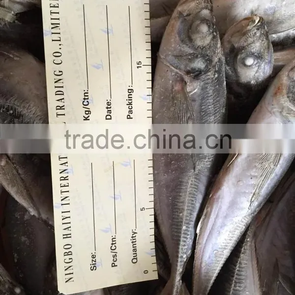 Horse Mackerel 20cm+ 2016 Seafrozen photo-3