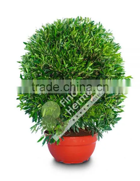 Olive Tree - Olea Europaea "Ball" in a Deco Pot