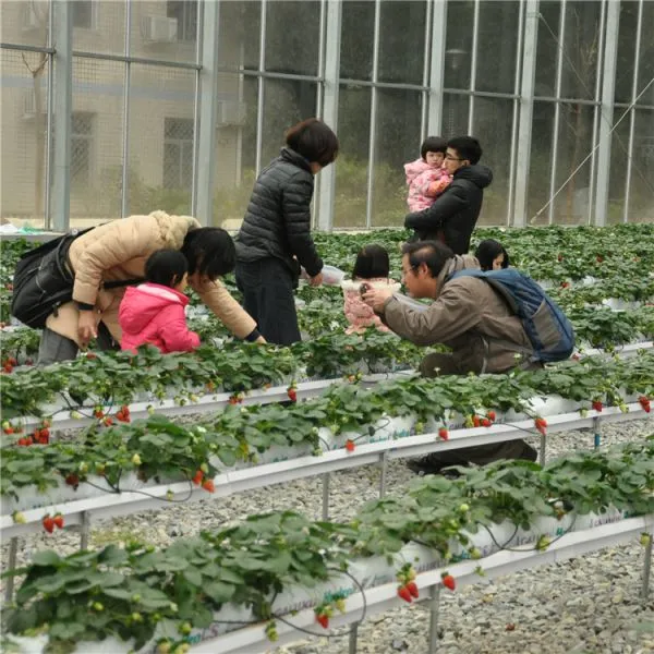 Hydroponic Glass Greenhouse Tomatoes/Lettuce Planting photo-3